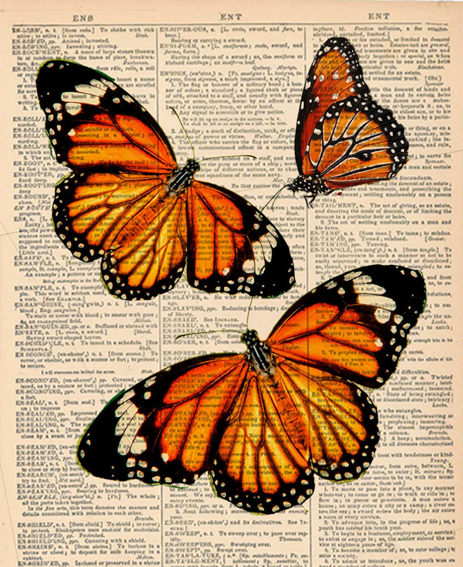 butterflies.jpg